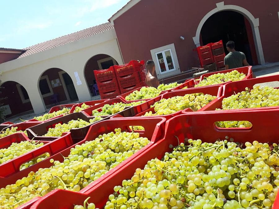 plastic creates with bunches of white grapes in the buckround of the Orealios Gaea building with columns and arcades